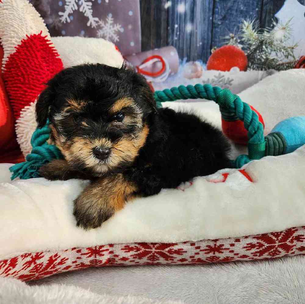 Female Morkie Puppy for Sale in Virginia Beach, VA