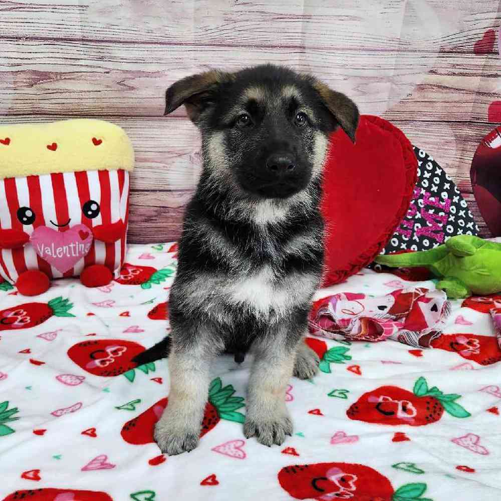 Male German Shepherd Puppy for Sale in Virginia Beach, VA