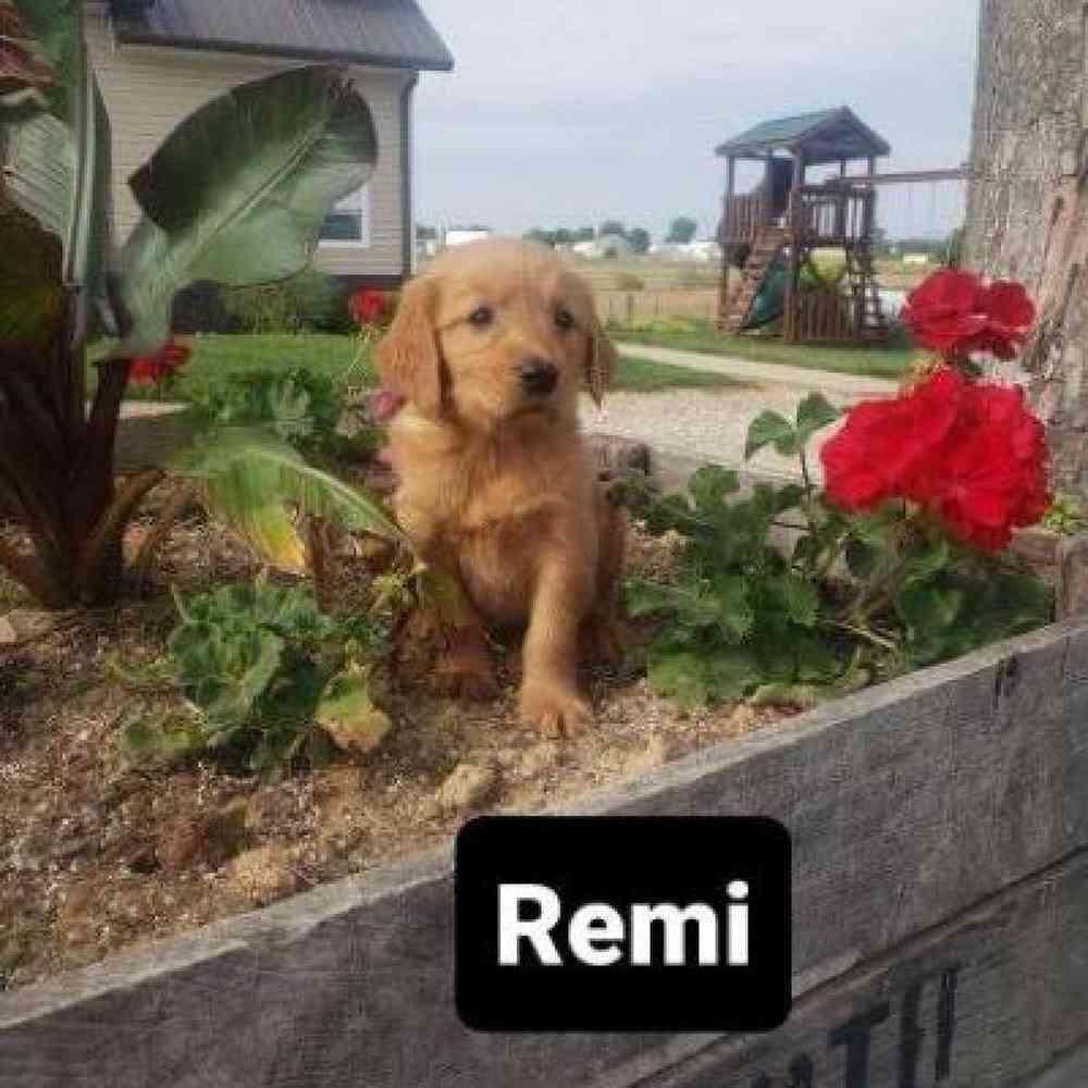 Female Golden Retriever Puppy for Sale in Virginia Beach, VA