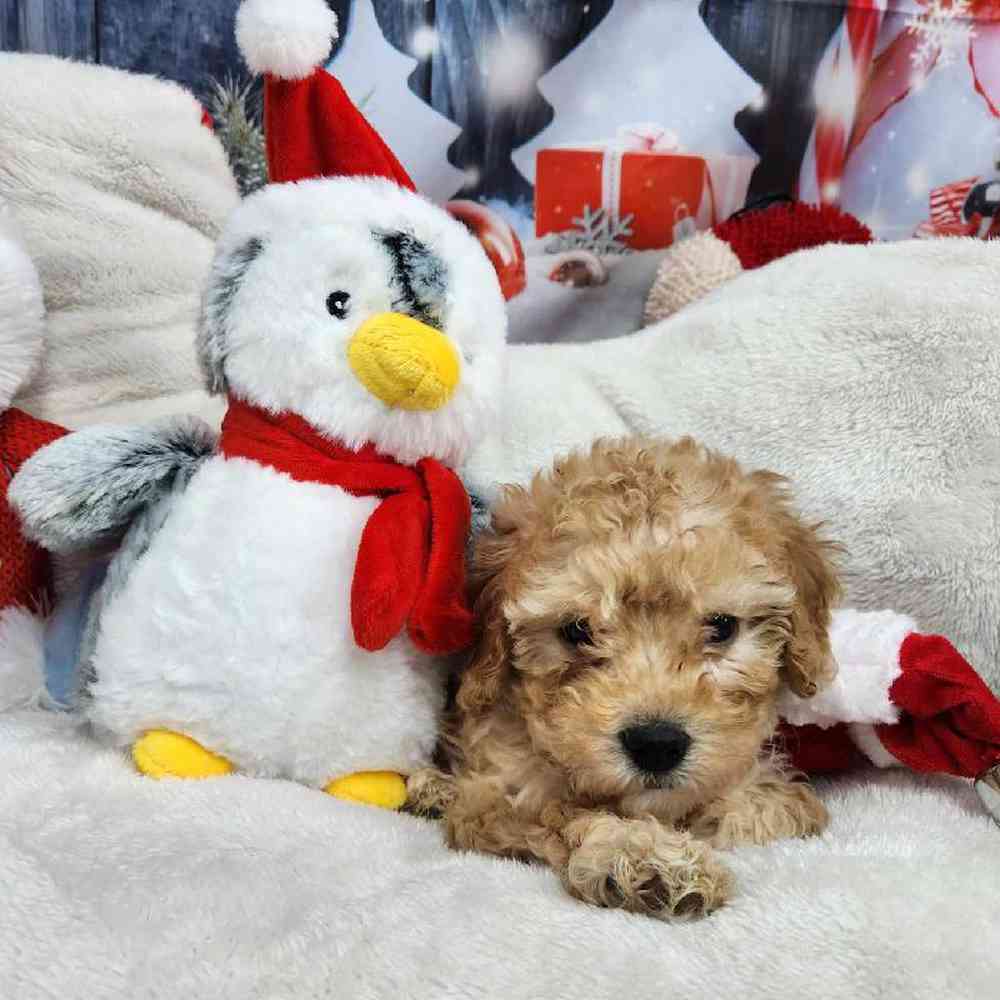 Male Maltipoo Puppy for Sale in Virginia Beach, VA