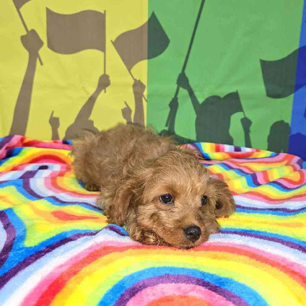 Male Cavapoo Puppy for Sale in Virginia Beach, VA