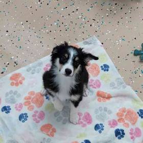 Mini Aussie