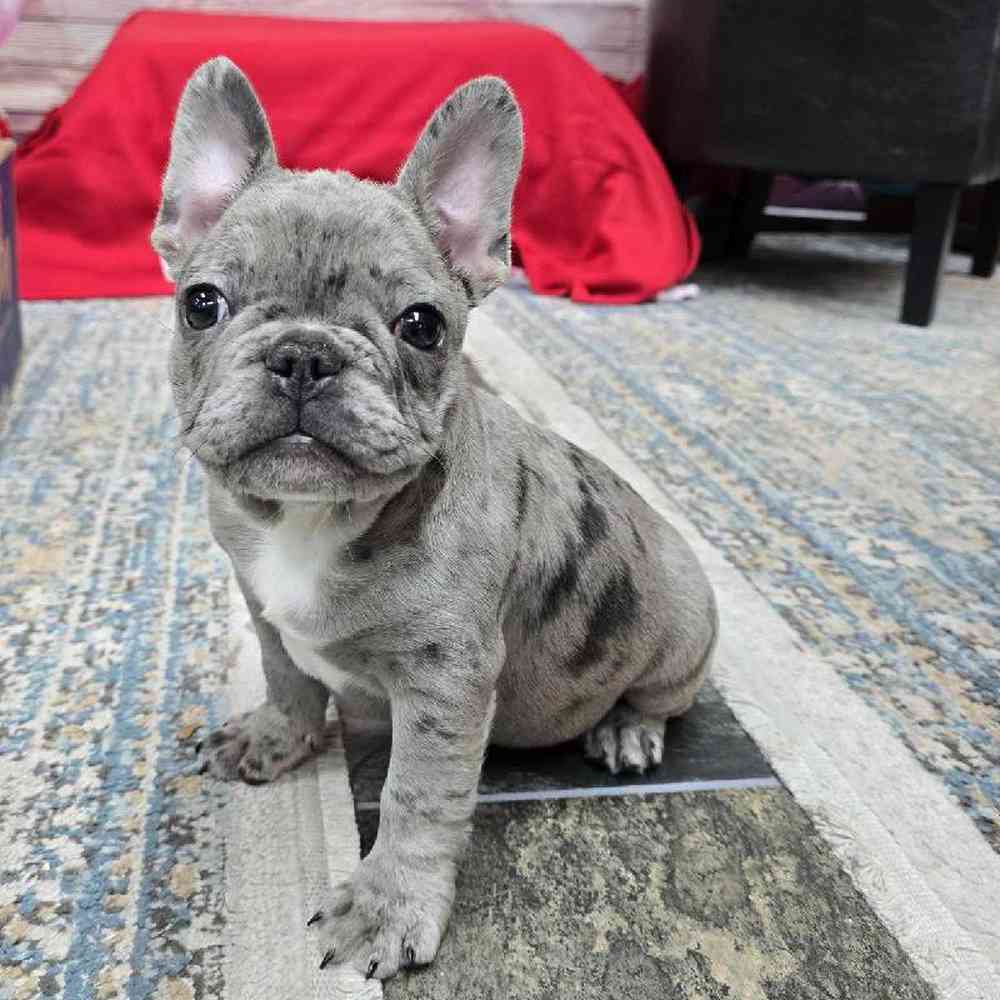 Male French Bulldog Puppy for Sale in Virginia Beach, VA