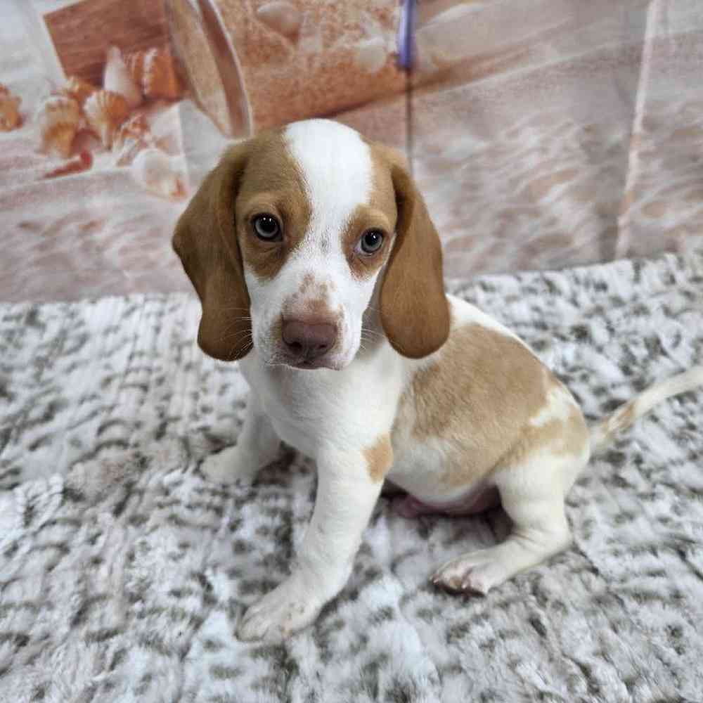Image of a pet breed in the gallery