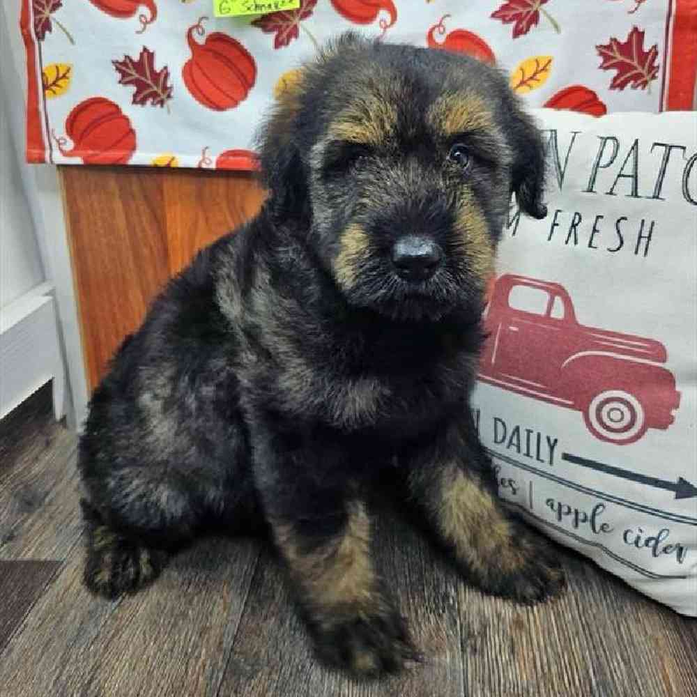 Male Giant Schnauzer Puppy for Sale in Virginia Beach, VA