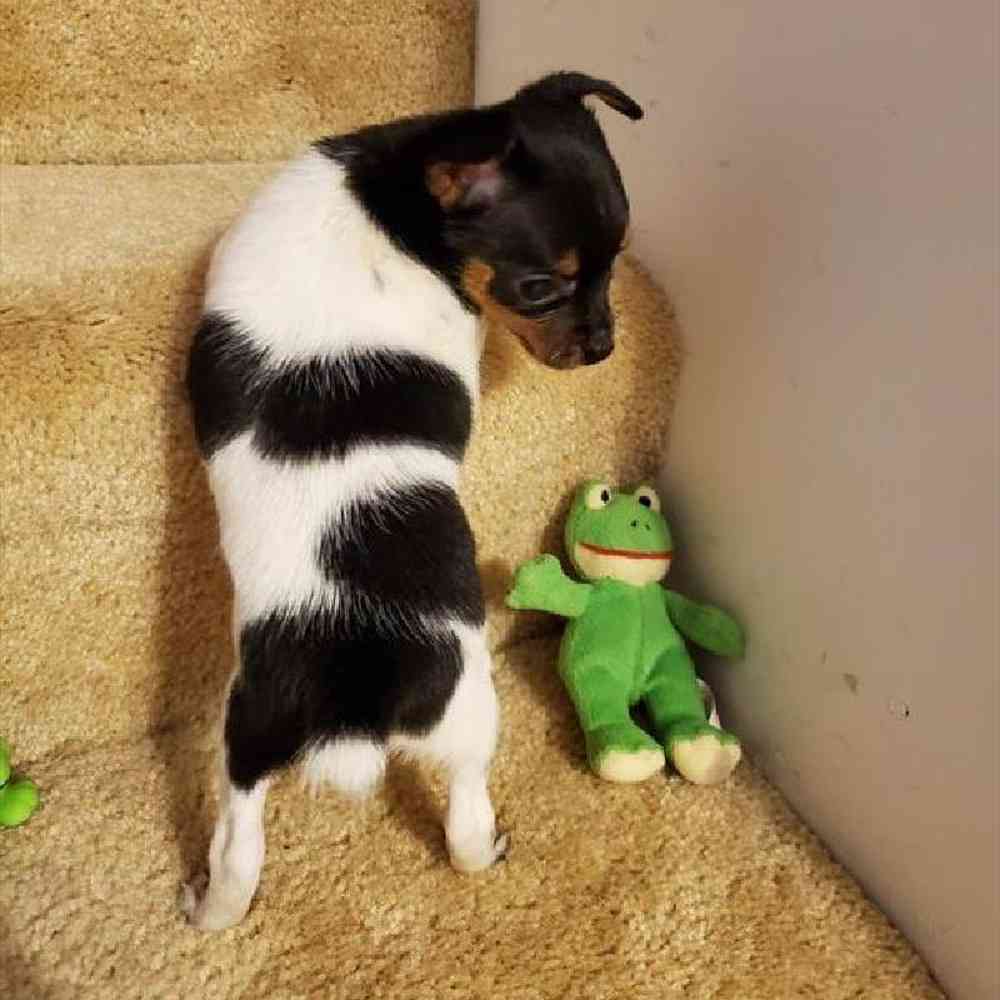 Male Rat Terrier Puppy for sale