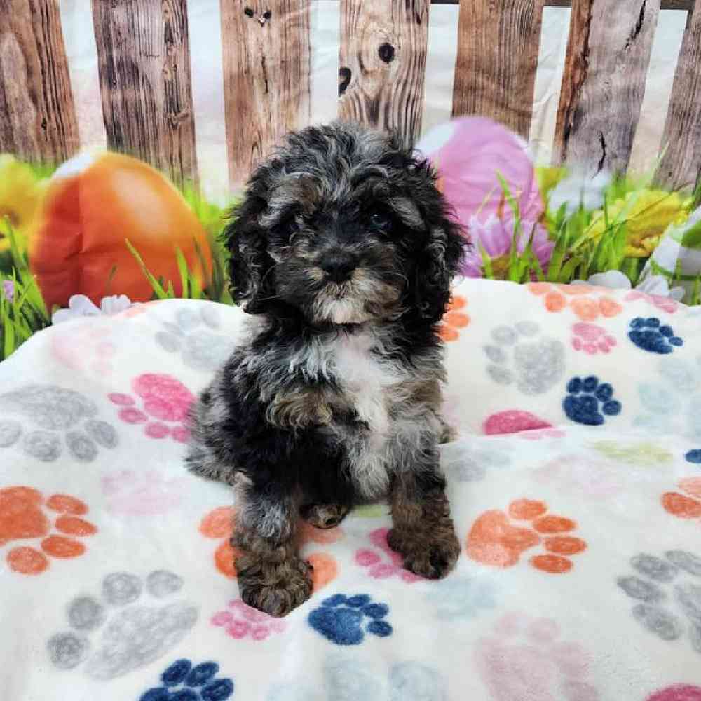 Male Cockapoo Puppy for Sale in Virginia Beach, VA