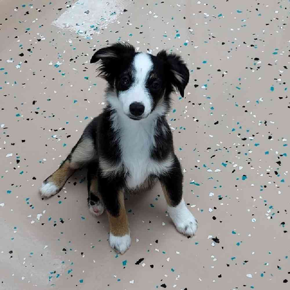 Male Mini Aussie Puppy for Sale in Virginia Beach, VA