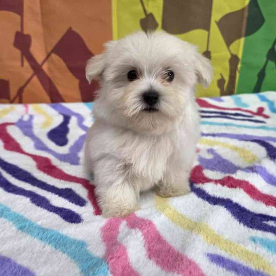 Maltese