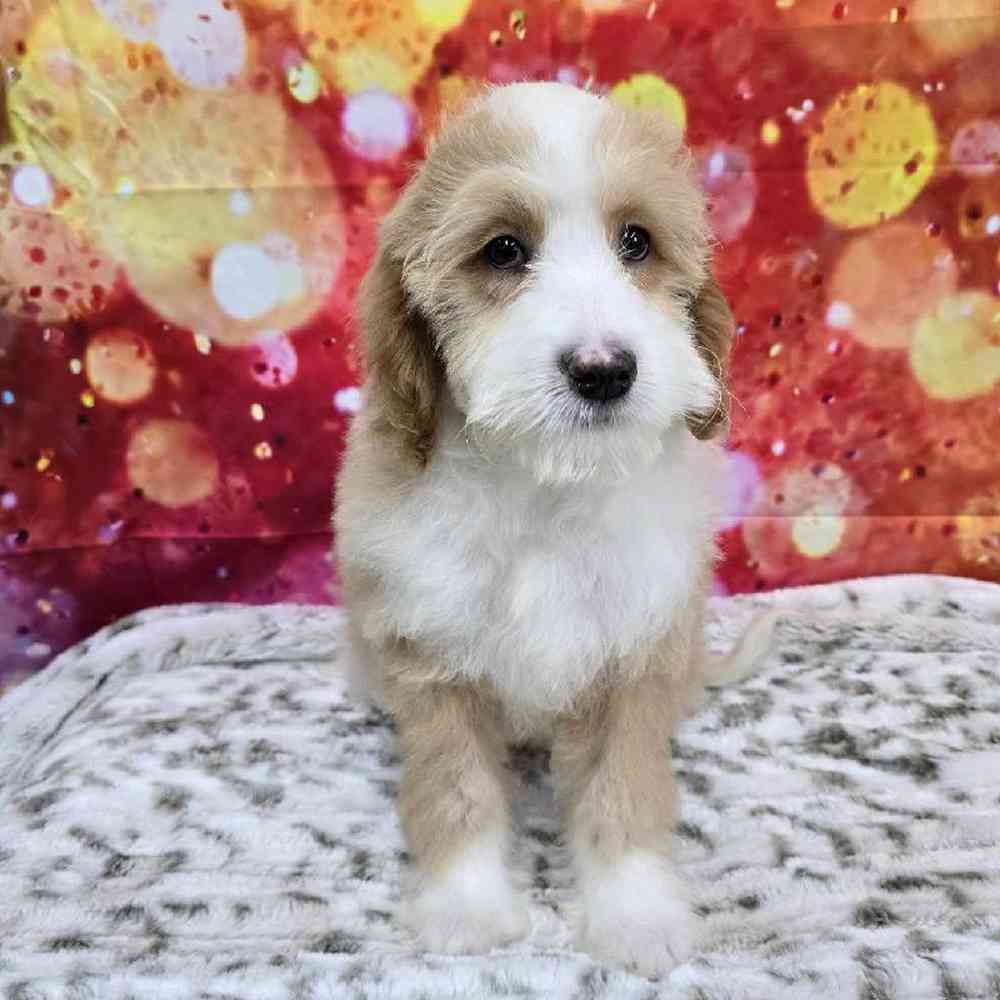 Male Mini Woodle Puppy for Sale in Virginia Beach, VA