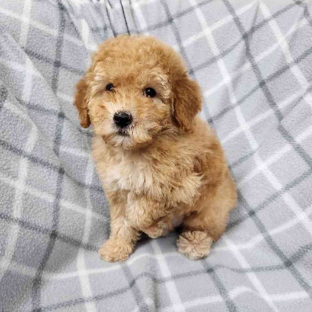 Male Poodle Toy Puppy for Sale in Virginia Beach, VA