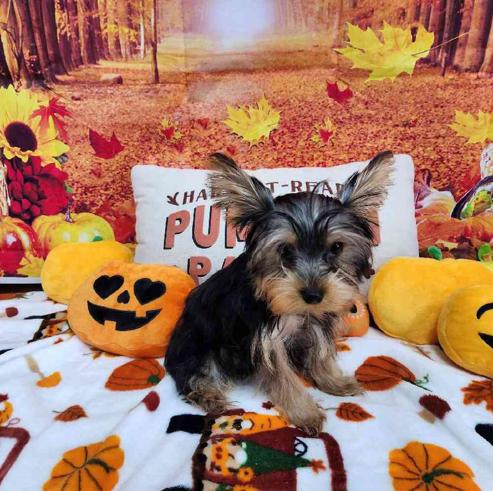 Male Yorkie Puppy for Sale in Virginia Beach, VA