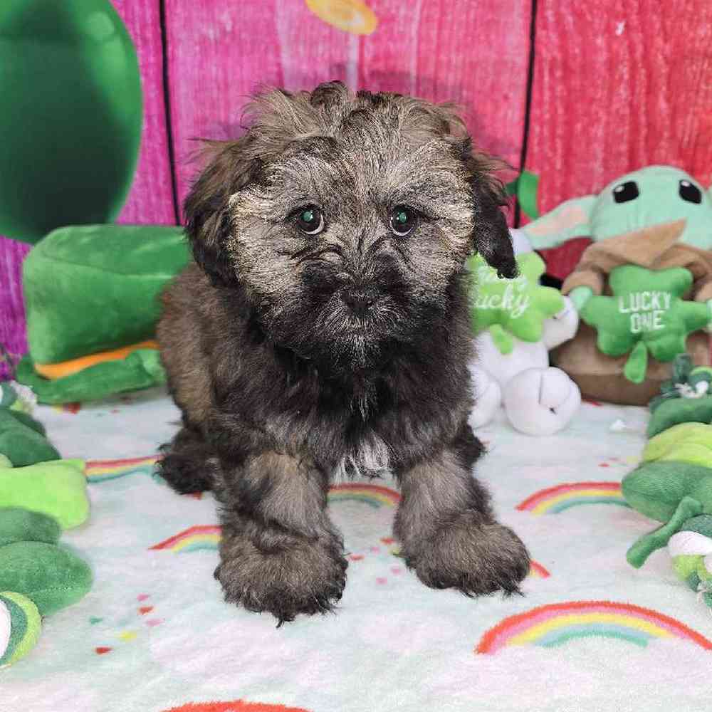 Male Shipoo Puppy for Sale in Virginia Beach, VA