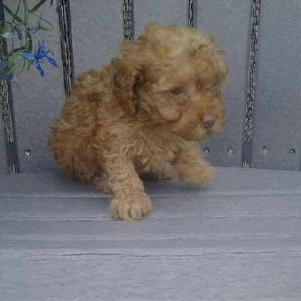 Female Poodle Toy Puppy for Sale in Virginia Beach, VA
