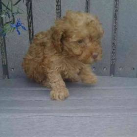Poodle Toy