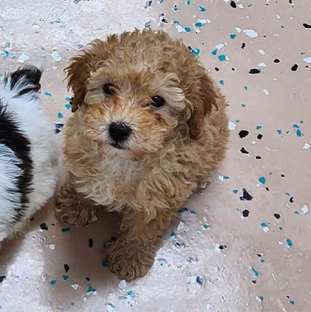 Male Poodle Toy Puppy for Sale in Virginia Beach, VA