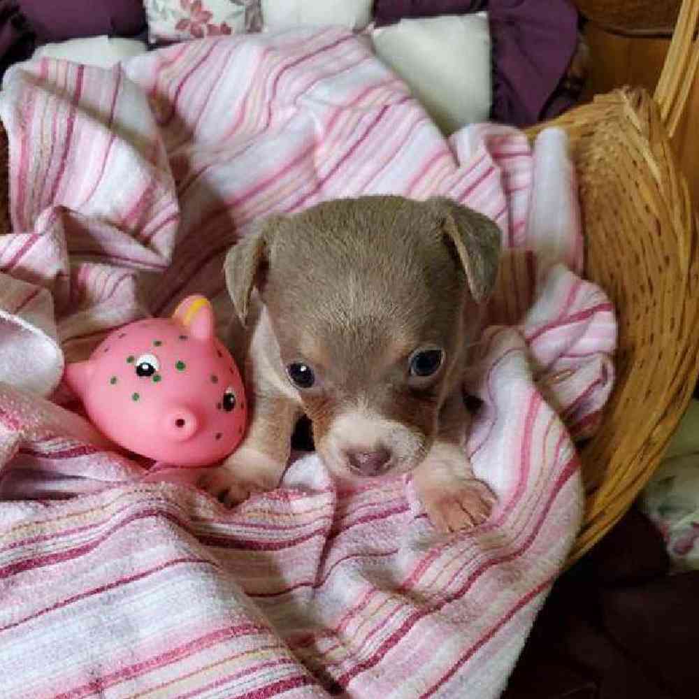 Female Rat-Chi Puppy for Sale in Virginia Beach, VA