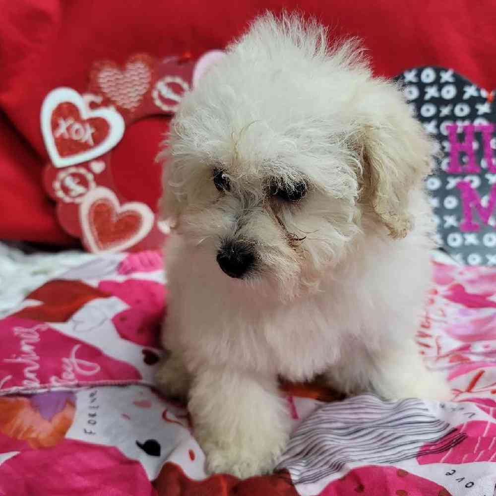 Female Mini Poodle Puppy for Sale in Virginia Beach, VA