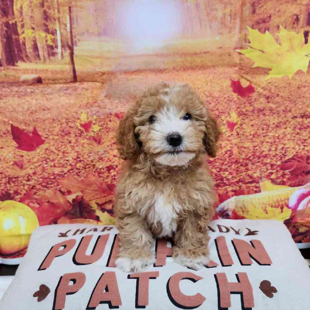 Female Cockapoo Puppy for Sale in Virginia Beach, VA