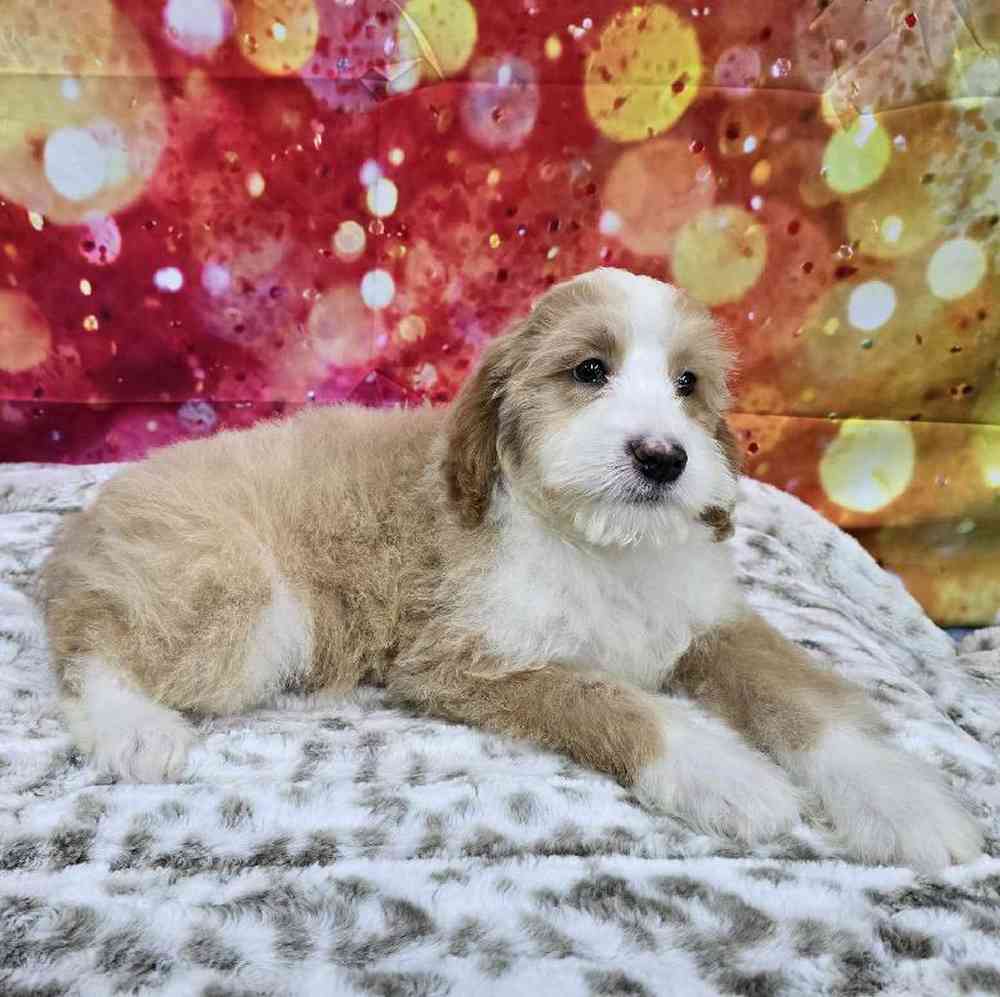 Male Mini Woodle Puppy for Sale in Virginia Beach, VA
