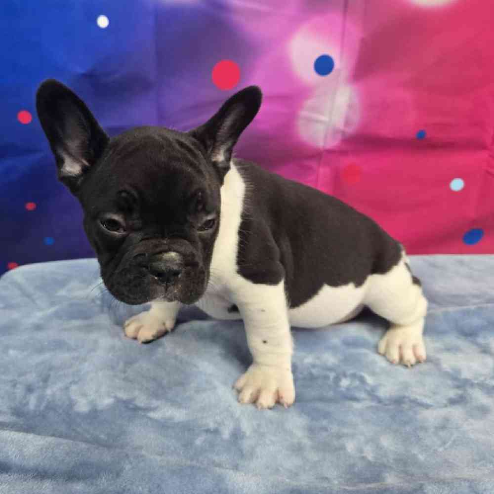 Male French Bulldog Puppy for Sale in Virginia Beach, VA