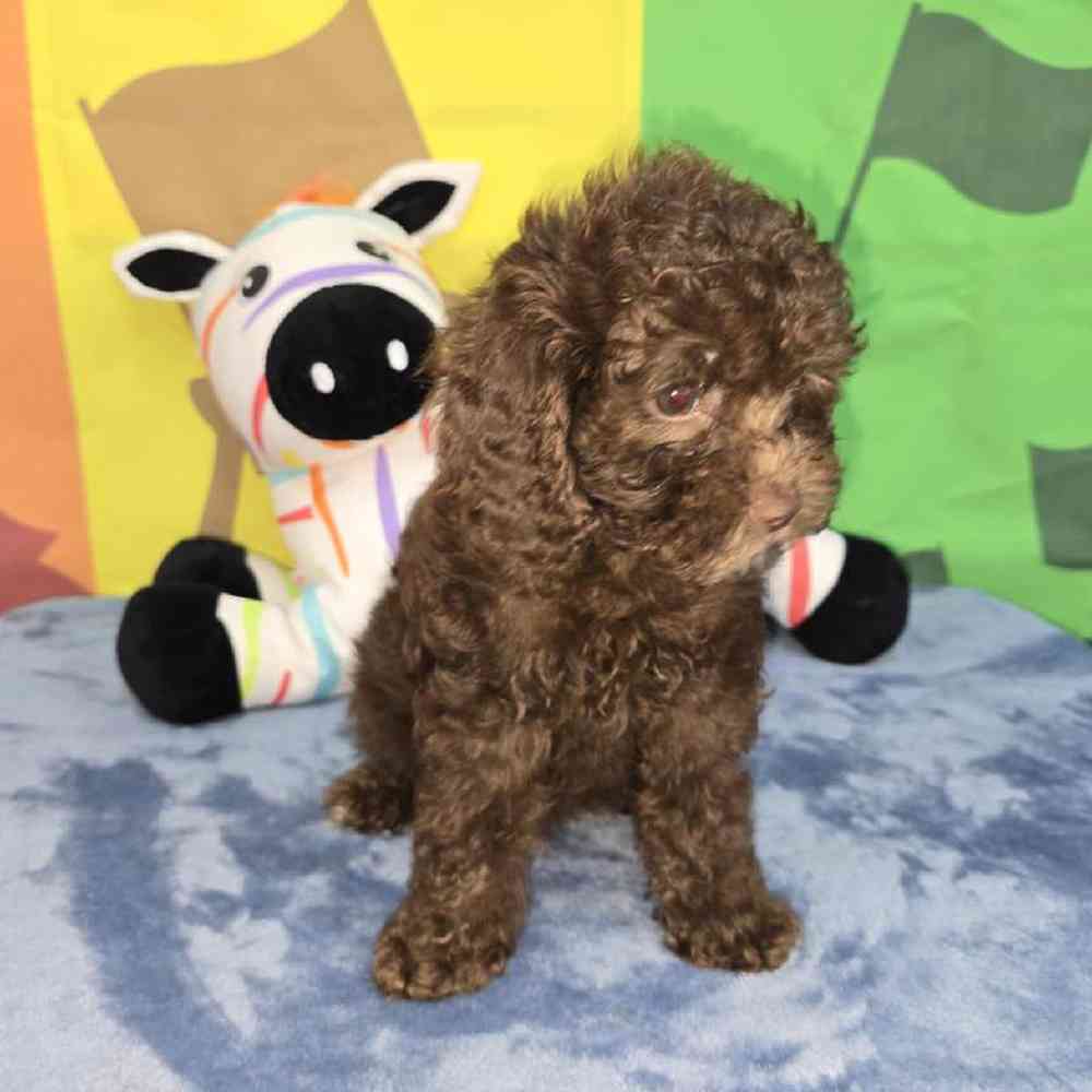 Female Cavapoo Puppy for Sale in Virginia Beach, VA