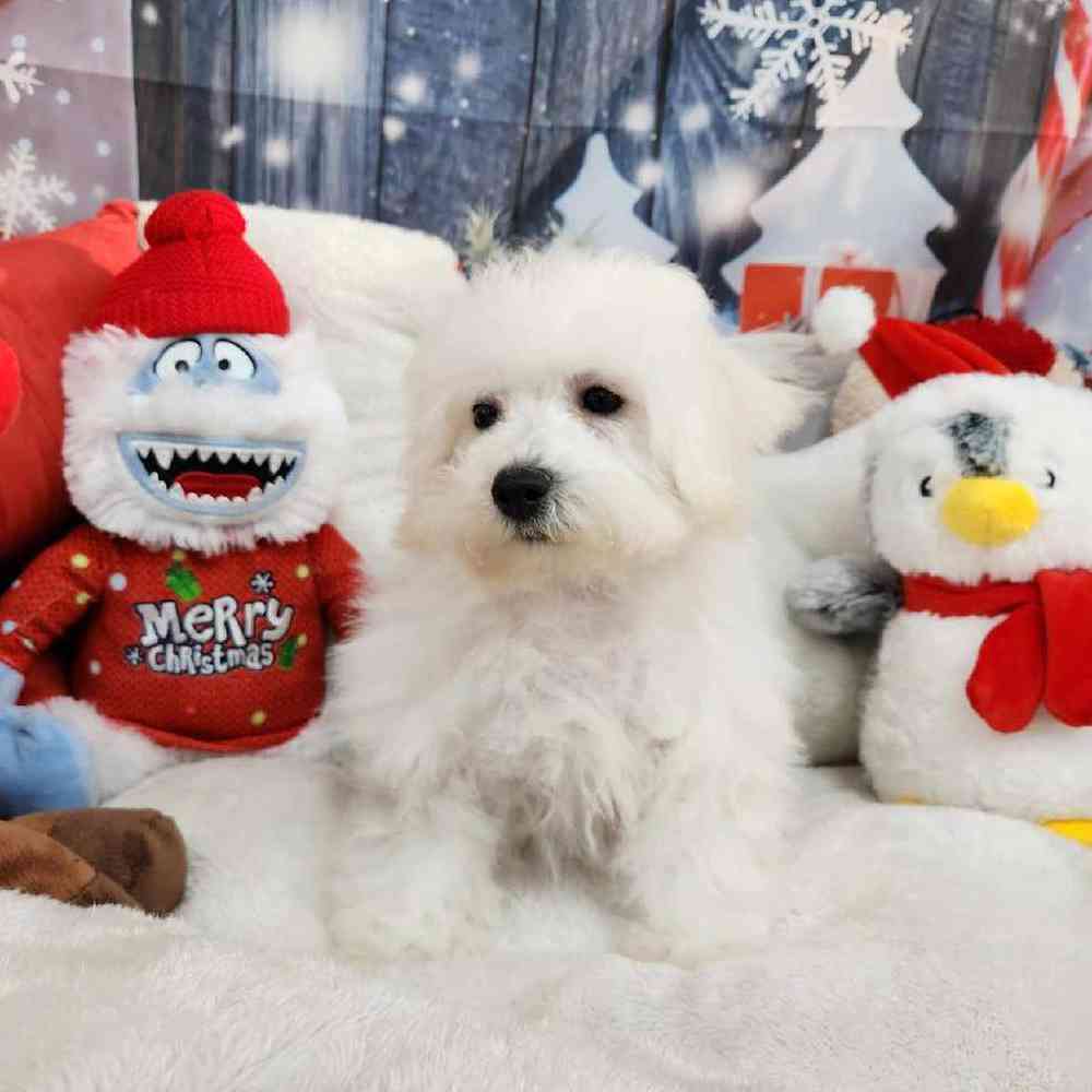 Male Bichon Puppy for Sale in Virginia Beach, VA