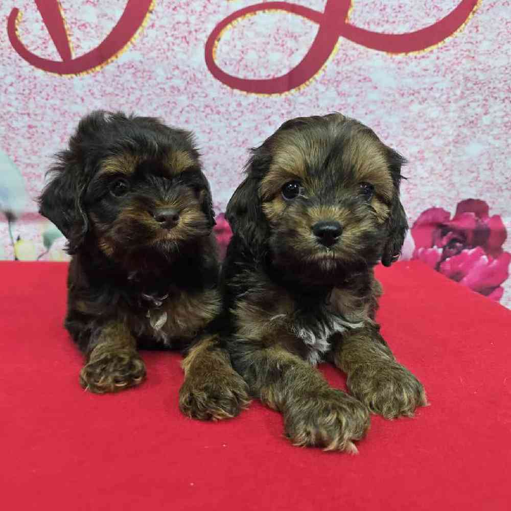 Male Cockapoo Puppy for Sale in Virginia Beach, VA