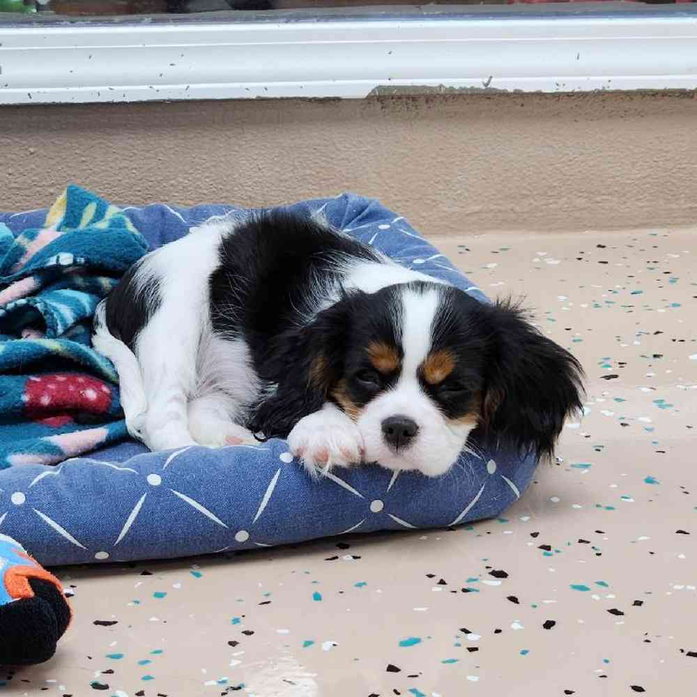 Male Cavalier King Charles Spaniel Puppy for Sale in Virginia Beach, VA