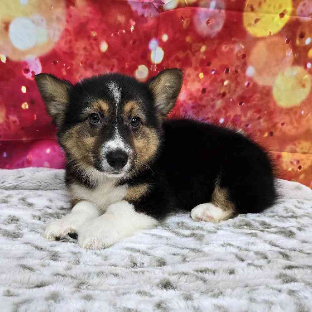Male Pembroke Welsh Corgi Puppy for Sale in Virginia Beach, VA