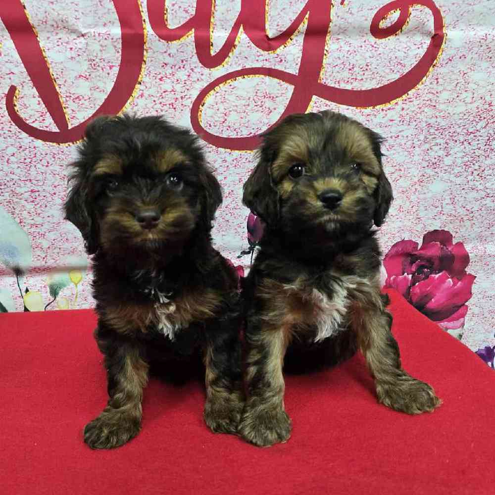 Male Cockapoo Puppy for Sale in Virginia Beach, VA