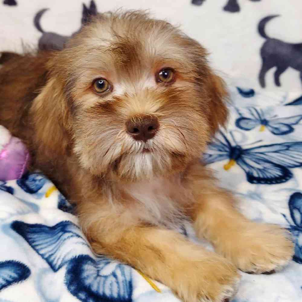 Male Shih Tzu/ Mini Schnauzer Puppy for sale