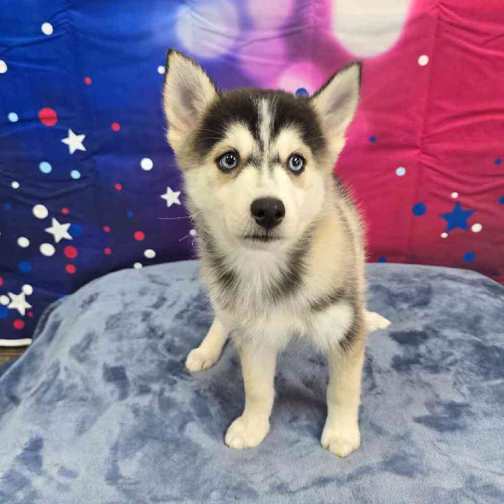 Female Pomsky Puppy for Sale in Virginia Beach, VA