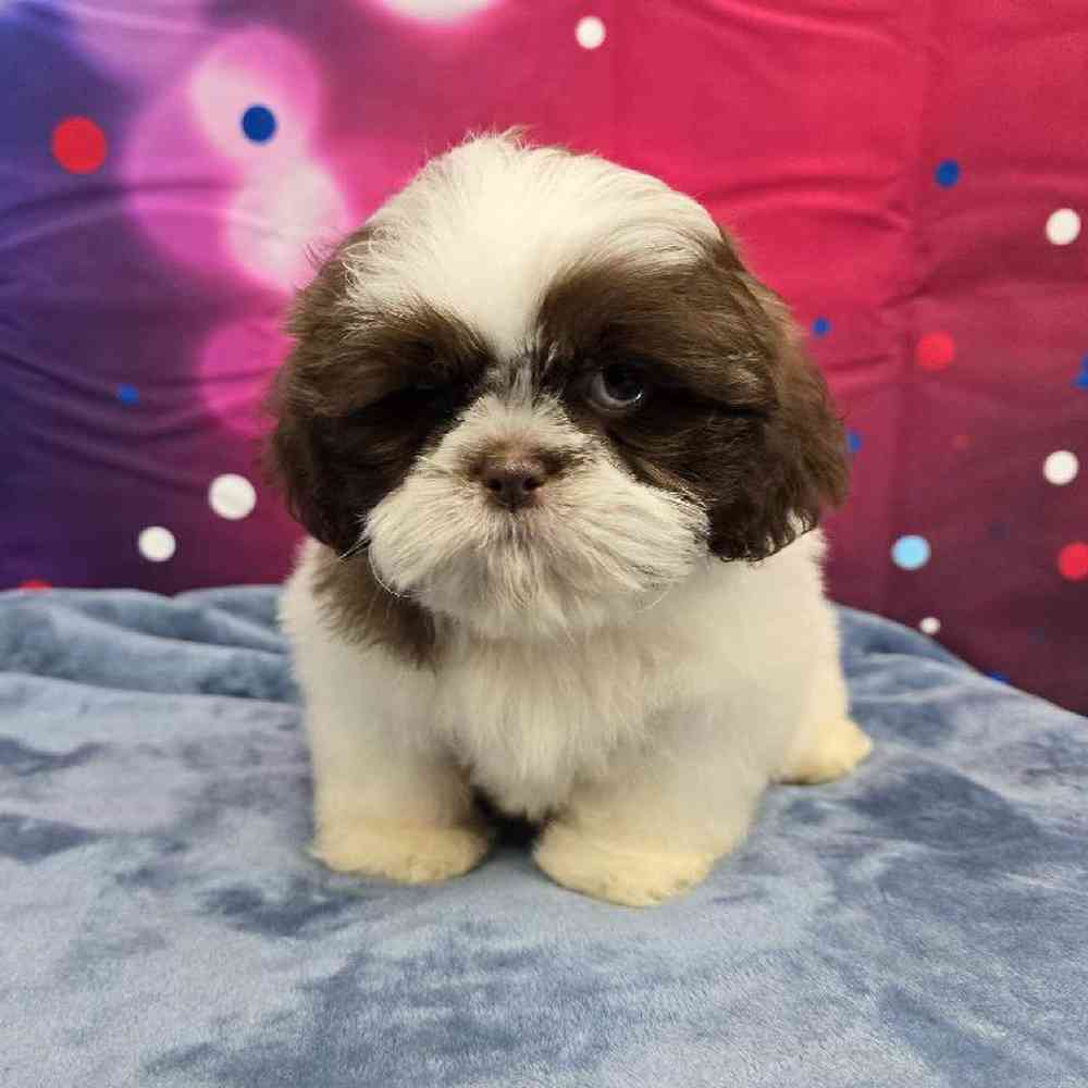 Male Shih Tzu Puppy for Sale in Virginia Beach, VA