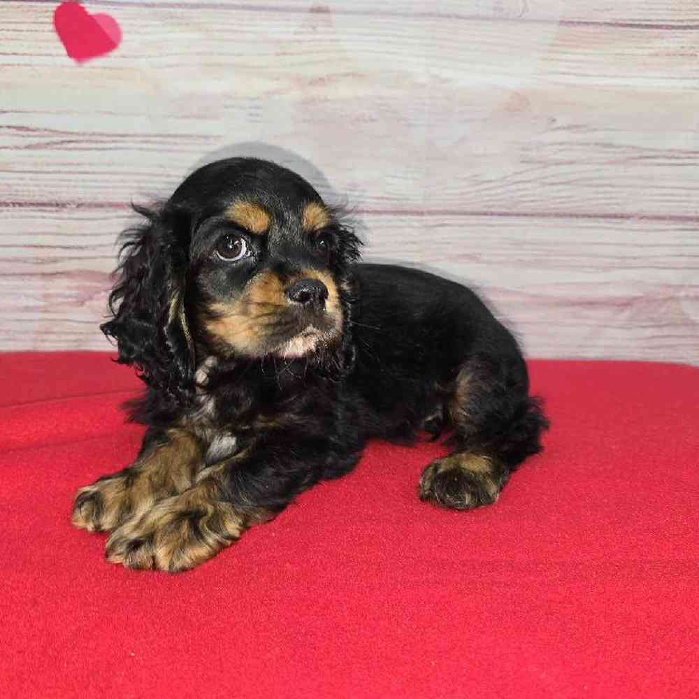 Male Cocker Spaniel Puppy for Sale in Virginia Beach, VA