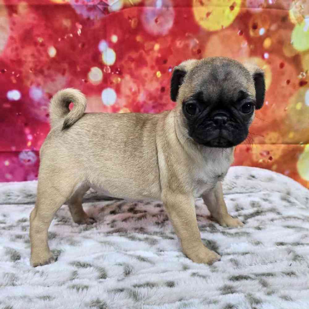 Female Pug Puppy for Sale in Virginia Beach, VA