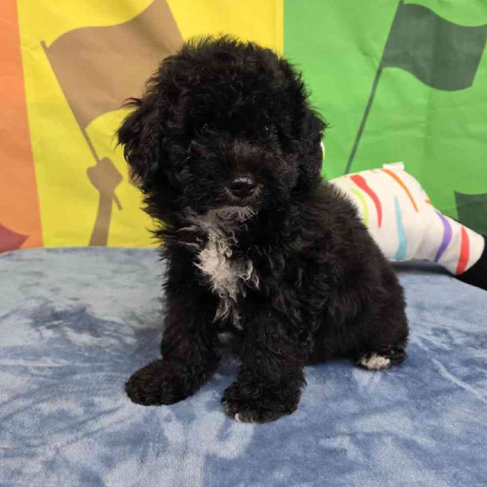 Female Bichonpoo Puppy for Sale in Virginia Beach, VA