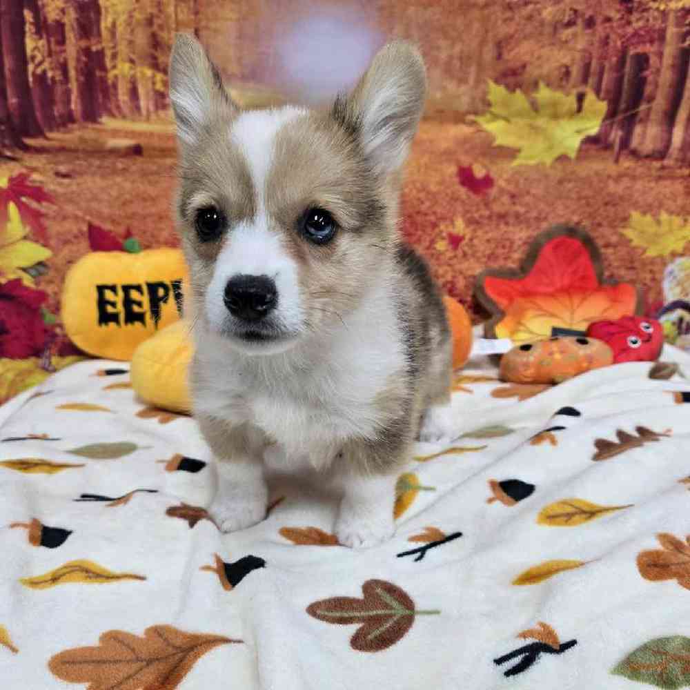 Male Pembroke Welsh Corgi Puppy for Sale in Virginia Beach, VA