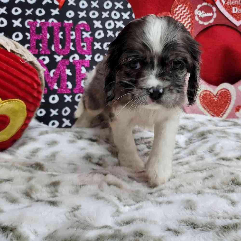 Female Cockapoo Puppy for Sale in Virginia Beach, VA