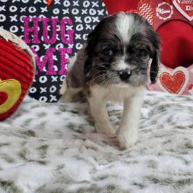 Cockapoo