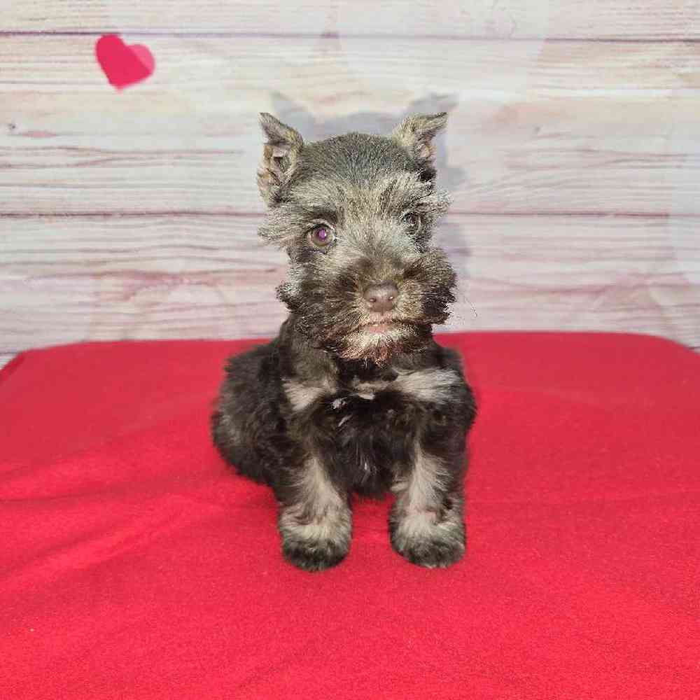 Female Mini Schnauzer Puppy for Sale in Virginia Beach, VA