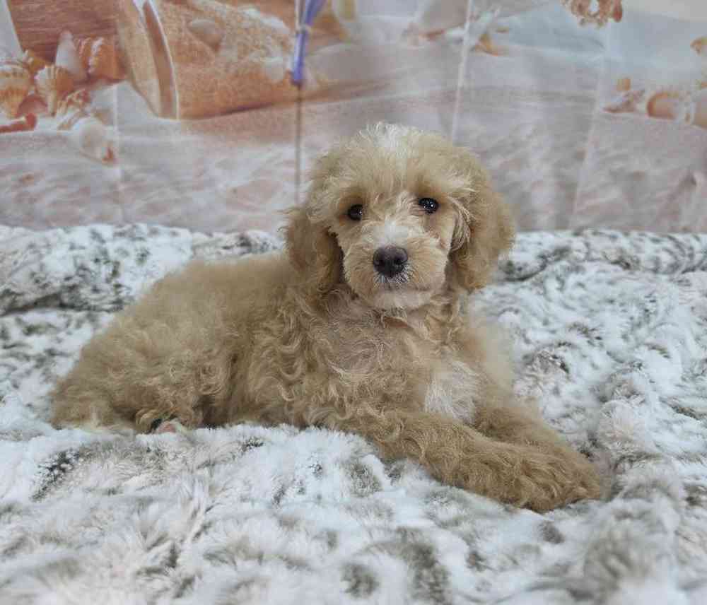 Female Poodle Puppy for Sale in Virginia Beach, VA