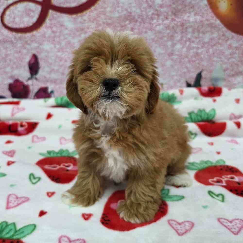 Female Shipoo Puppy for Sale in Virginia Beach, VA