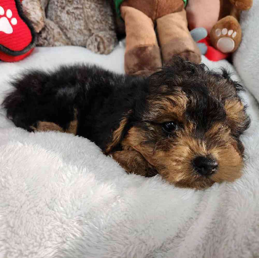 Male Yorkie-Poo Puppy for Sale in Virginia Beach, VA