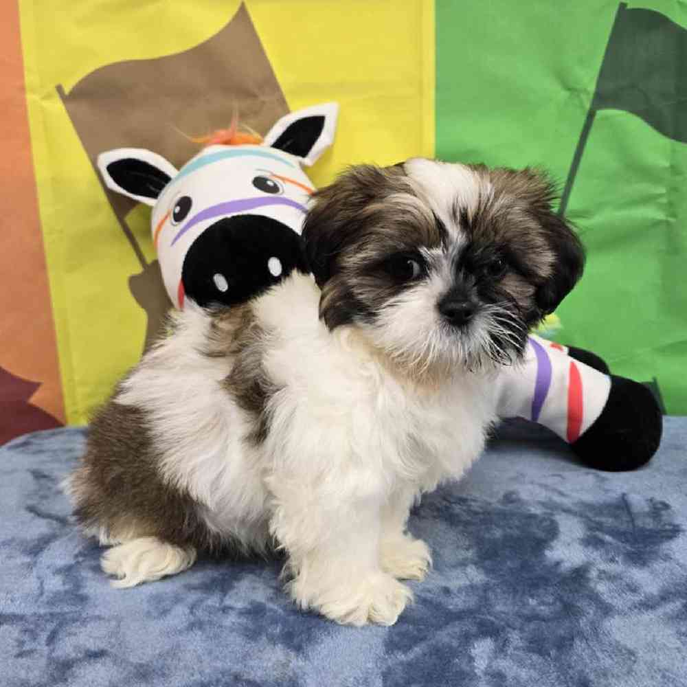 Male Shih Tzu Puppy for Sale in Virginia Beach, VA
