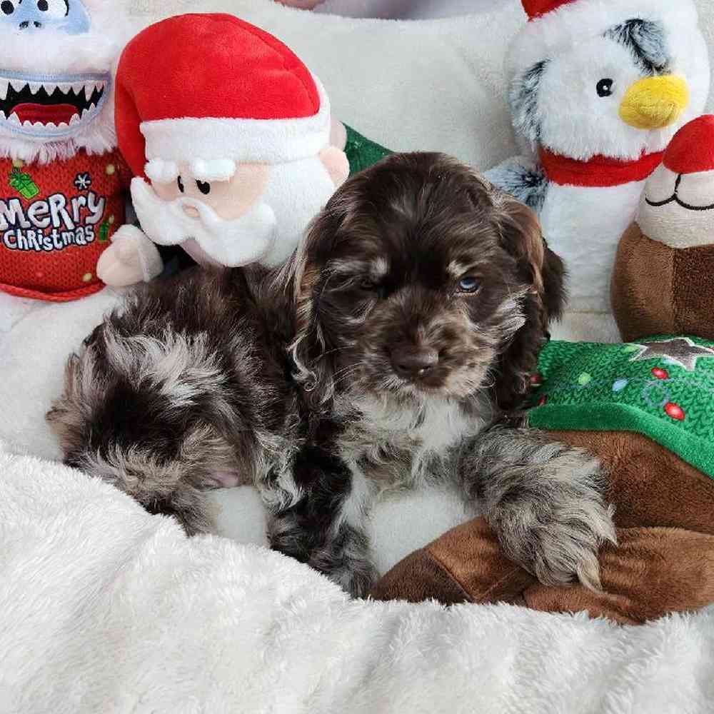 Male Cocker Spaniel Puppy for Sale in Virginia Beach, VA